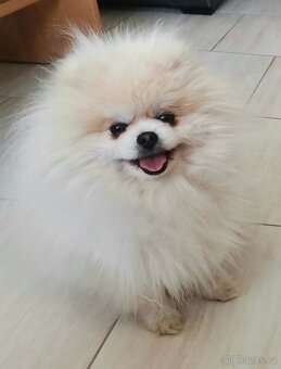 Prodám Německý špic trpasličí pomeranian - 4