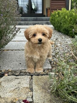 Maltipoo - 4