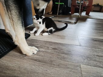 Hledáme domov pro čtyři statečné kocourky 🐾🐈🐈🐈🐈 - 4