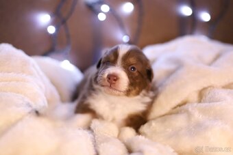 Australský ovčák s PP - 4