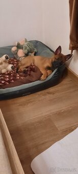 Belgický ovčák malinois s PP - 4