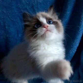 Ragdoll koťátka s PP - 4