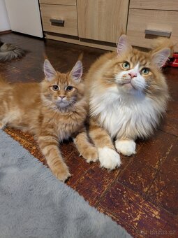 Krytí Mainsky mývalí s PP - 4