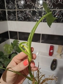 Philodendron mayo - 4