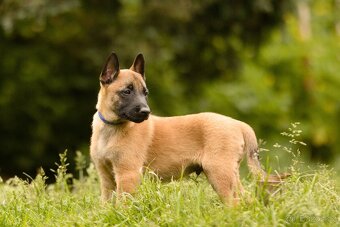 Belgický ovčák Malinois s PP - 4