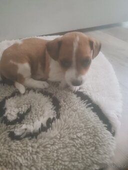 Jack Russel teriér - 4