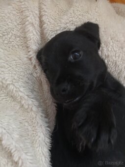 Štěňata labradora kříženci - 4