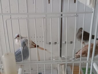 Holoubek diamantový - 4