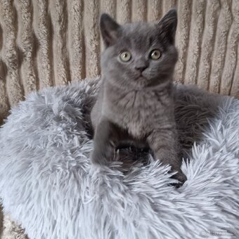 Britská koťata - 4