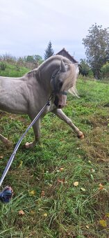 Jedinečný wmp -poprvé ve veřejné plemenitbě - 4