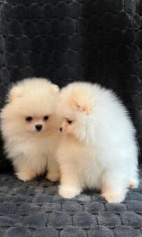Pomeranian mini - 4