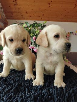 Labrador, Labradorský retrívr - 4