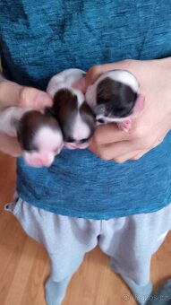 Shih-tzu - 4