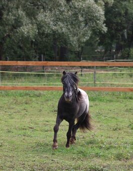 Připouštění Minihorse/minipony - 4