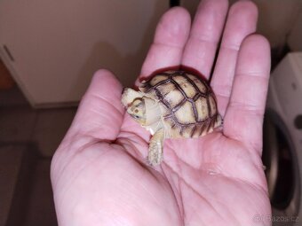 Zelva ostruhatá, sulcata - 4