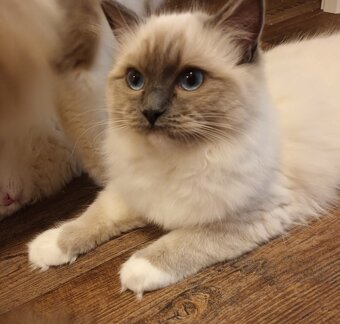 Kočička blue mitted s PP - 4