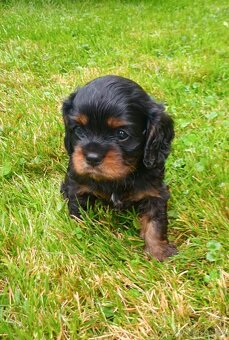 KAVALÍR KING CHARLES SPANIEL ŠTĚŇÁTKA S PP - 4