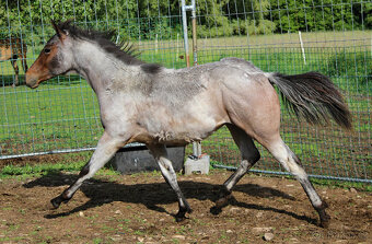 AQH Bay Roan roční hřebeček - 4