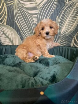 Maltipoo exkluzivní štěňátka - 4