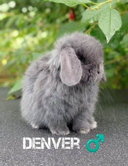 Zakrslý králíček Mini lop - 4