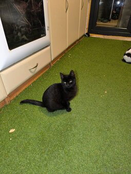 Kočička a kocourek,4 měsíce potřebují domov. - 4