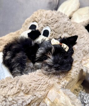 Jorkširský teriér pejsek s PP - 4