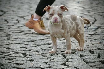 American Bully štěňátka - 4