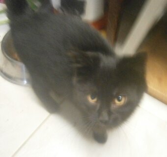 Černý hodný medvídek 3měsíční Míša hledá domov. - 4