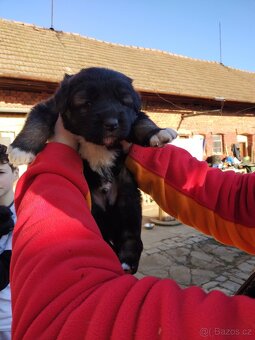 Kavkazský pastevecký pes - 4