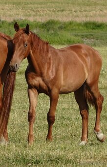 Prodám hřebce Kůň Kinský, - 4