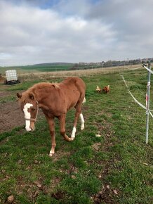 Krásná klisnička WPBR Pony B do sportu - 4