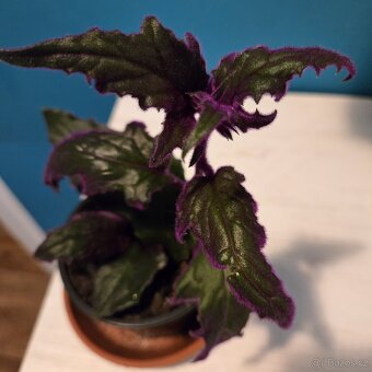 Gynura aurantiaca sadička - 4