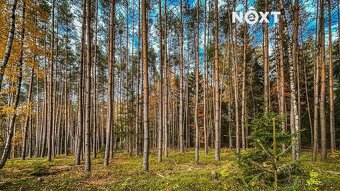 Prodej pozemek Lesy, 13718㎡ - 4