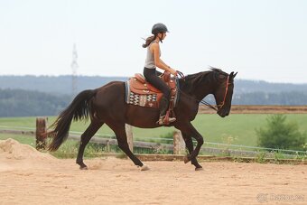 Valach 2020 kříženec Appaloosa - 4