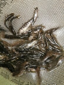 Násadové ryby pstruh jeseter a úhoř - 4