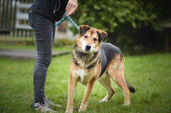 Rex - x Německý ovčák, hodný klidný pes, 10 let - 4