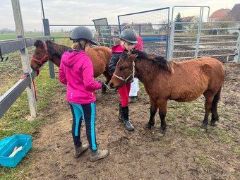 Pony hřebeček zvyklý na děti - 4
