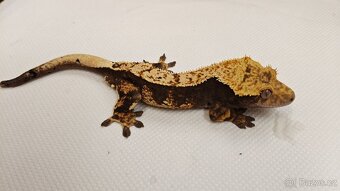 Pagekon řasnatý, correlophus cilliatus, ciliát - 4