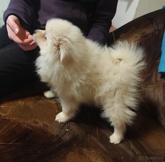 Štěňátko špic pomeranian - 4