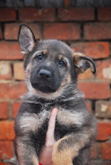 Německý ovčák - 4