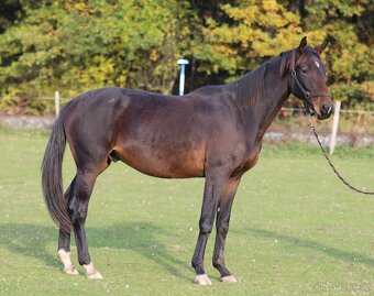 Koně přímo od chovatele - 4