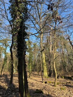 Prodej lesního pozemku k.ú. Kolín - 4