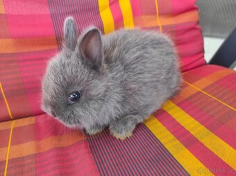 Zakrslý králík modrý - 4