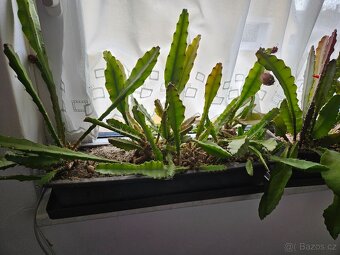 Epiphyllum ackermannii - 4