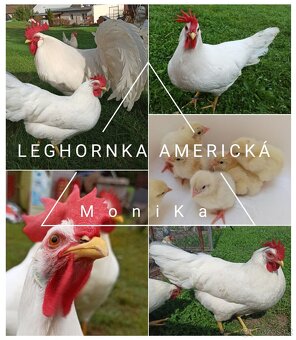 Násadová vajíčka - čistá plemena - 4