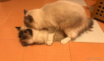 Krásný Ragdoll na krytí - 4