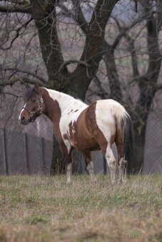 Huculská klisna, hucul, homozygotní Tobiano, pony, malý kůň - 4