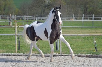 Barokní pinto homozygotní hřebec - připouštění - 4