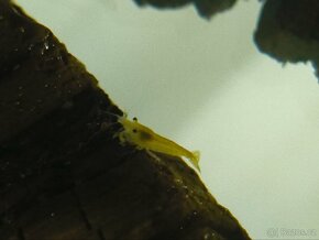 Neocardina krevety - 4