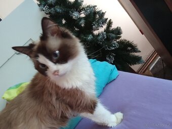 Ragdoll kočička bez pp - 4